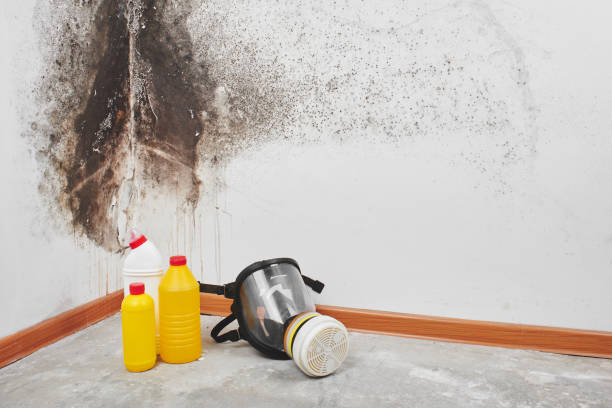Best Commercial Mold Removal  in Roodhouse, IL