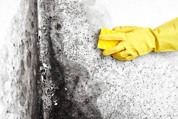 Best Commercial Mold Removal  in Roodhouse, IL