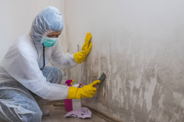 Best Best Mold Removal Companies  in Roodhouse, IL