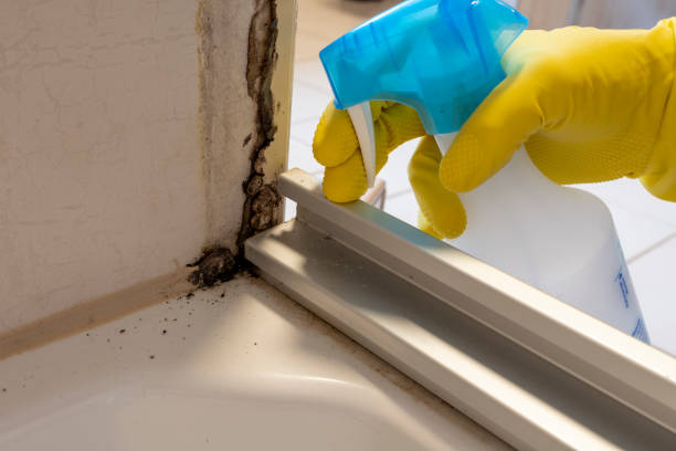 Best Water Damage Restoration  in Roodhouse, IL