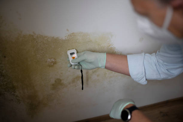 Best Certified Mold Removal  in Roodhouse, IL