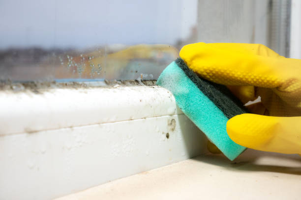 Best Same-Day Mold Removal  in Roodhouse, IL