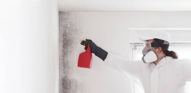 Best Mold Removal Company Near Me  in Roodhouse, IL