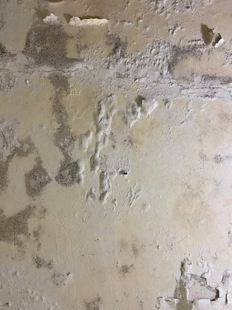 Best Affordable Mold Removal  in Roodhouse, IL