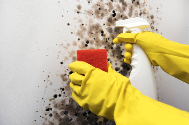 Best Home Mold Removal  in Roodhouse, IL