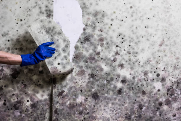 Best Office Mold Removal Services  in Roodhouse, IL